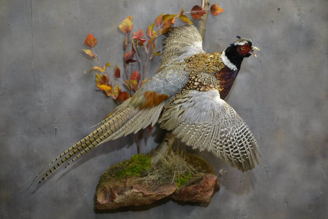 Pheasant Bird