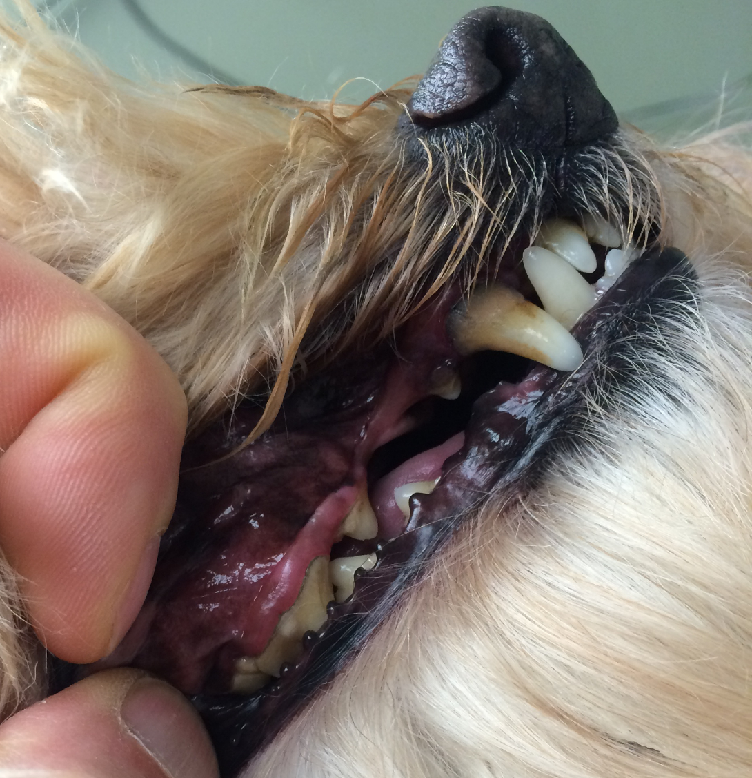 Periodontal disease made worse by wet dirty hair contacting canine tooth, note gum recession