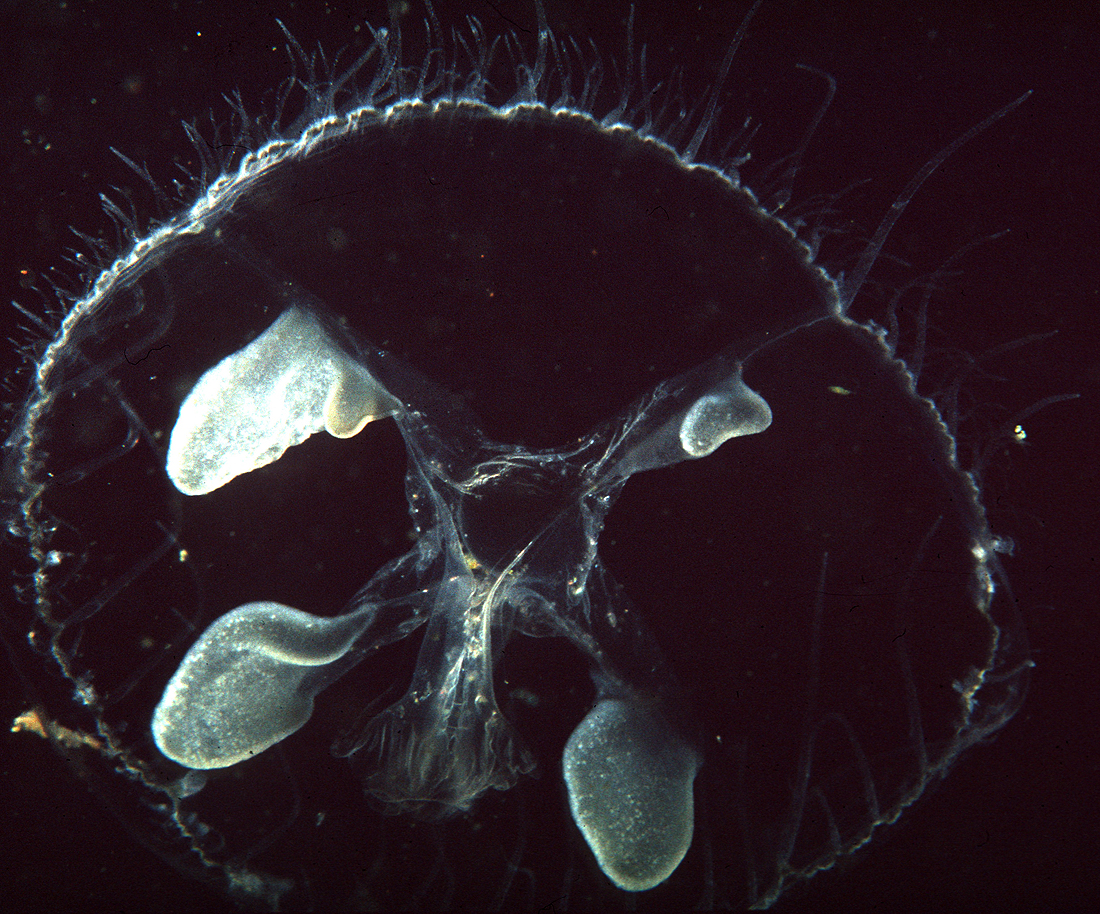 https://0901.nccdn.net/4_2/000/000/046/6ea/freshwater_jellyfish_1x2.jpg