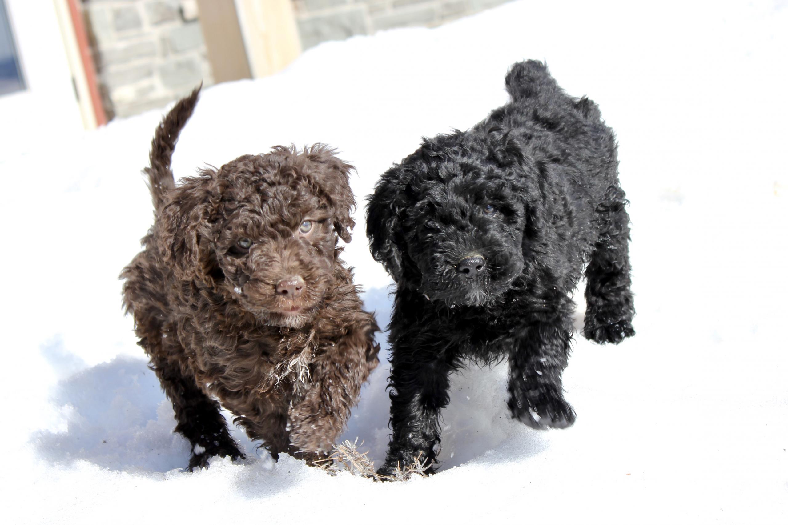 Fundy bay spanish shop water dogs