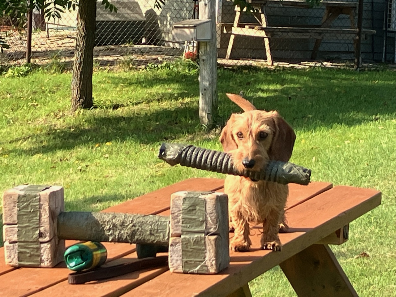 Small Yorkshire Terrier standing on a sunlit sidewalk with autumn leaves and blurred houses in the background.
Small Yorkshire Terrier standing on a sunlit sidewalk with autumn leaves and blurred houses in the background.