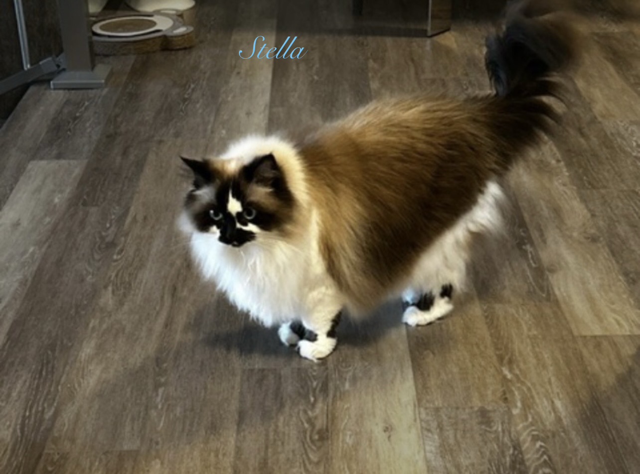Stella