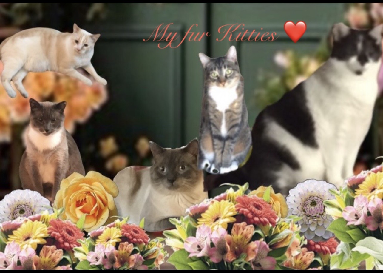 Kitty,Zoom,Zippy,Coal,Bunkie.right to left 