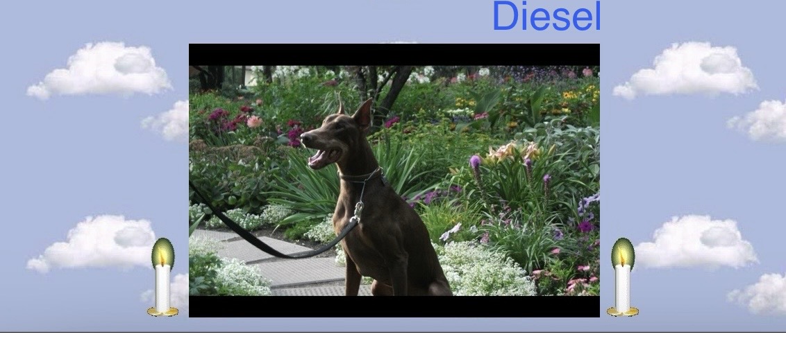 Diesel had a wonderful long life of 14 years.miss my boy