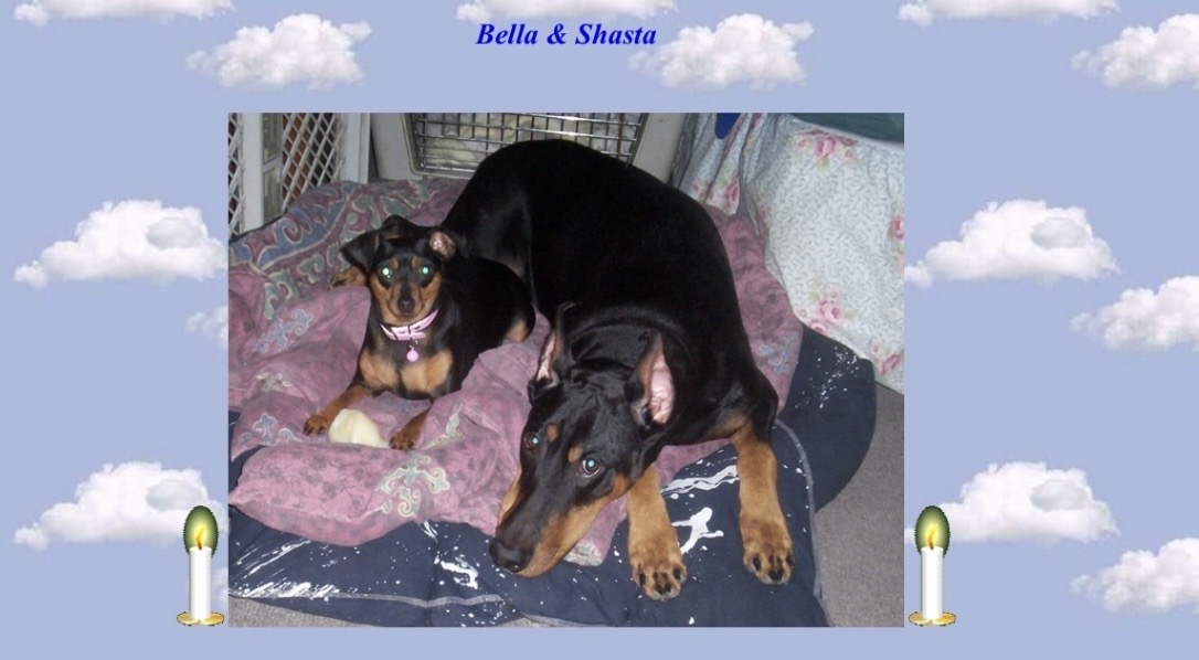 Bella(L)Shasta,(R)both girls had the sweetest temperaments