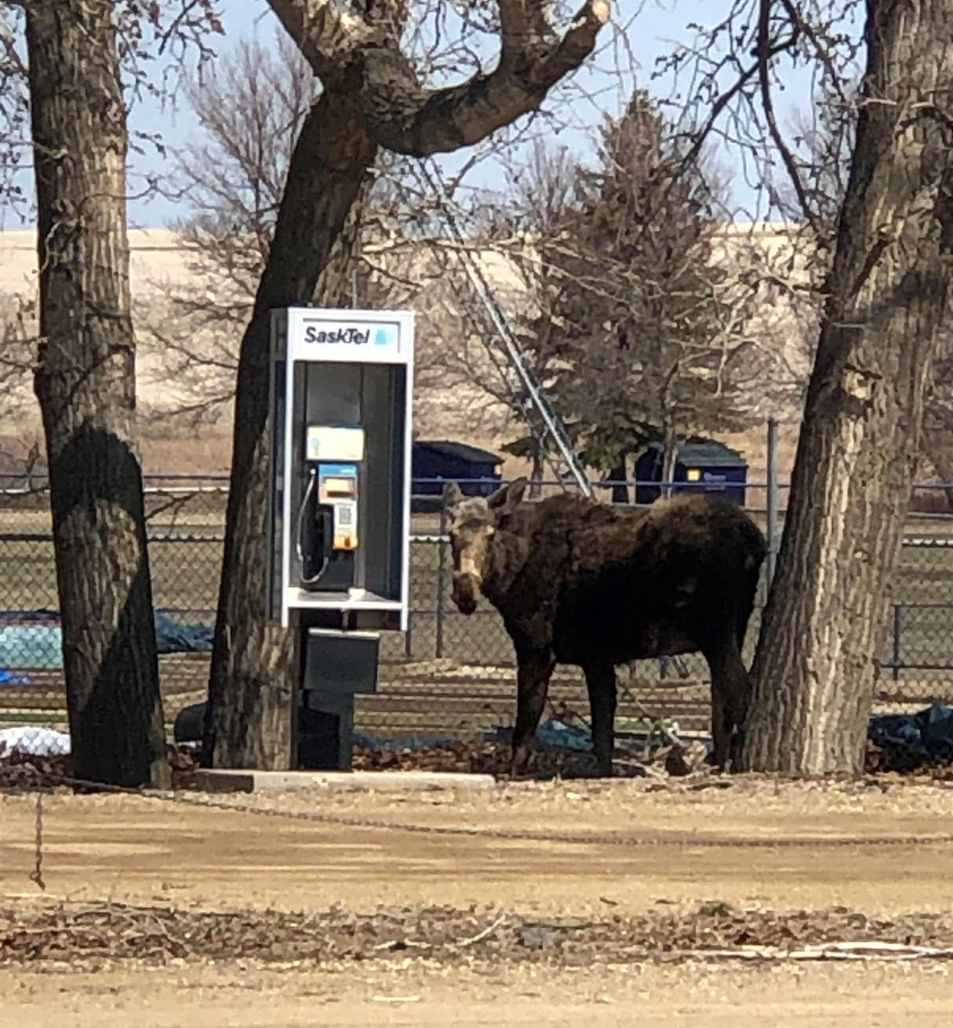 Moose