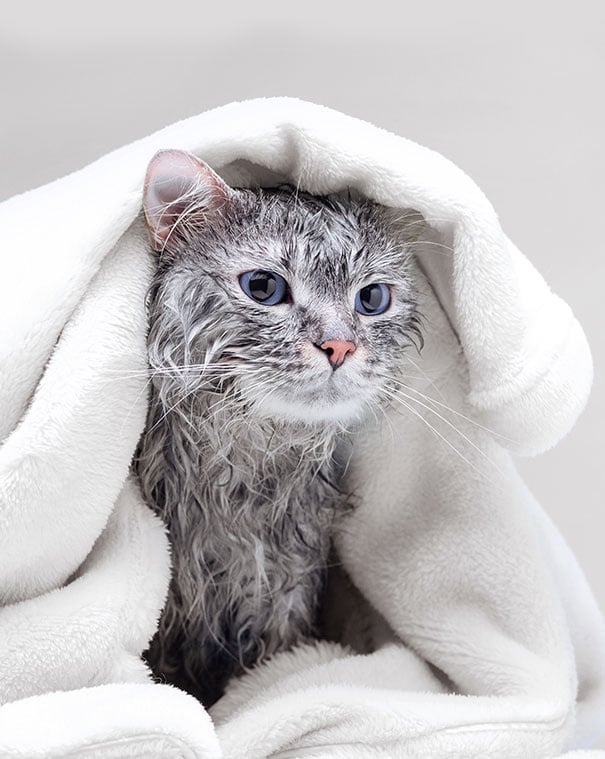 Wet Gray Kitten