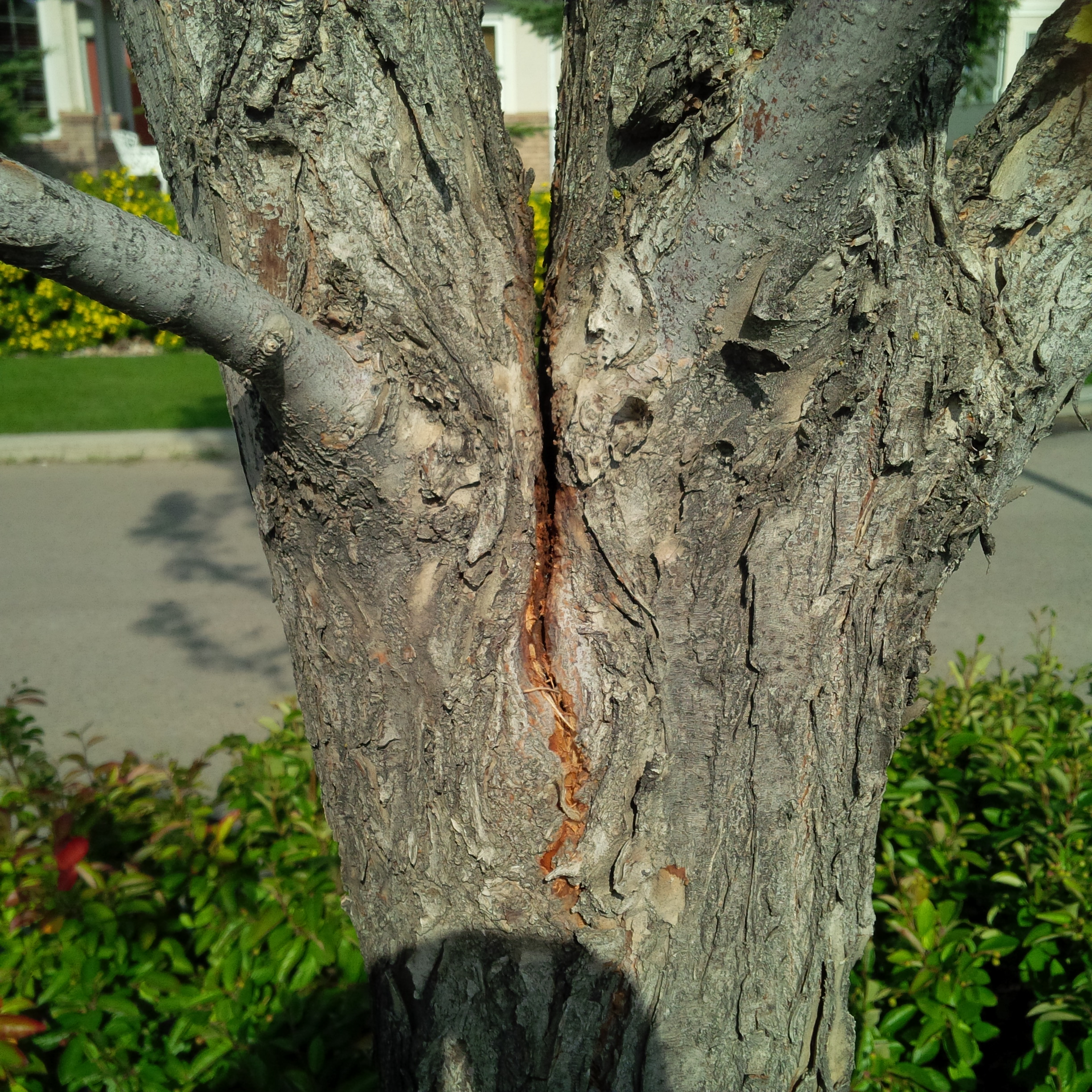 Splitting-Tree-Edmonton