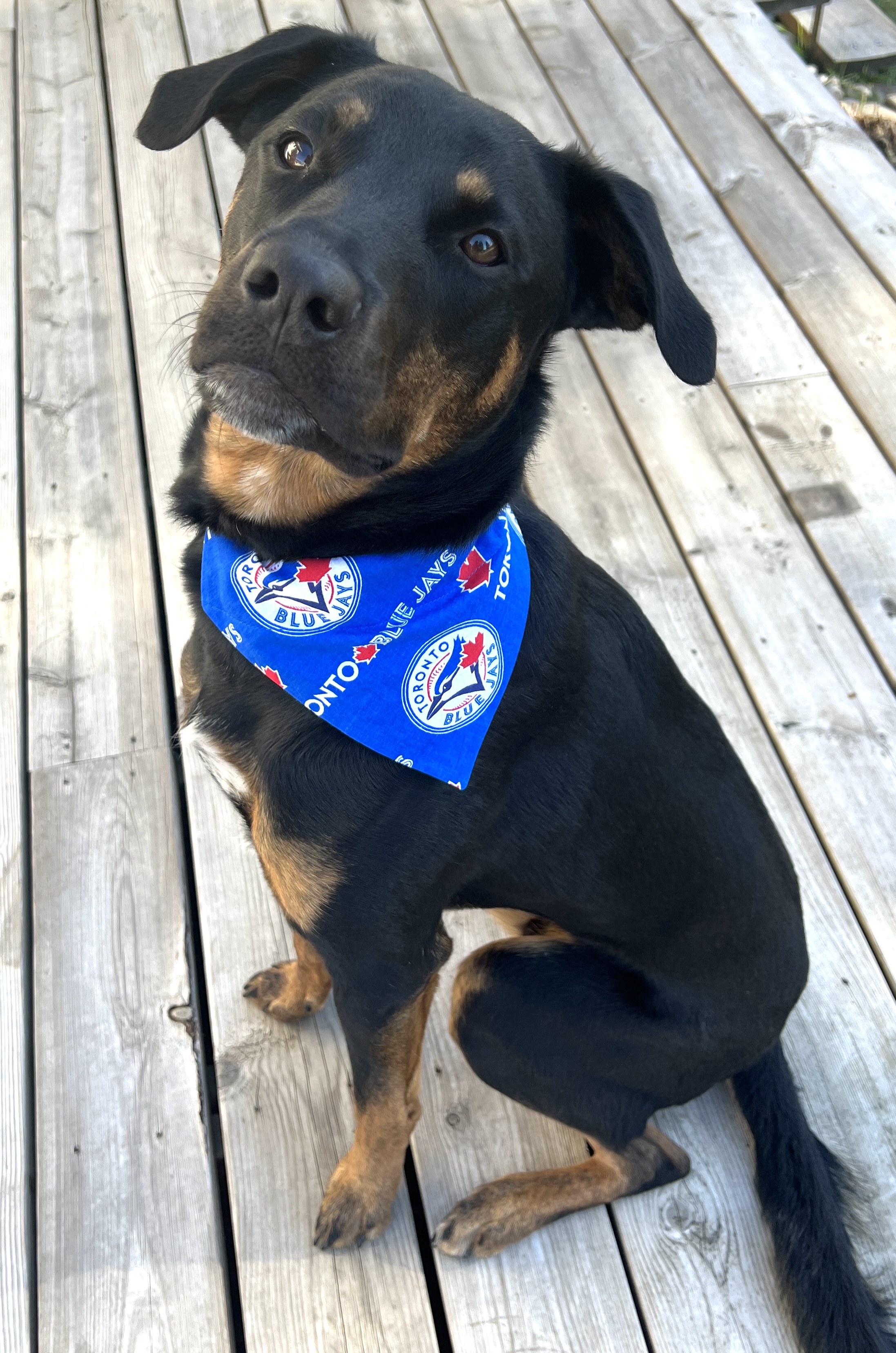 BLUE JAYS BANDANA