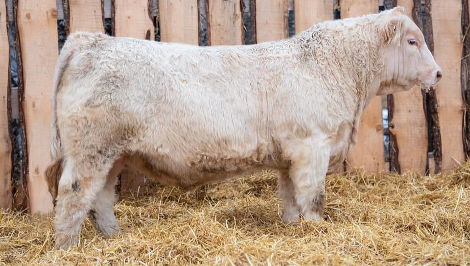 WRANGLER REMINGTON 34G