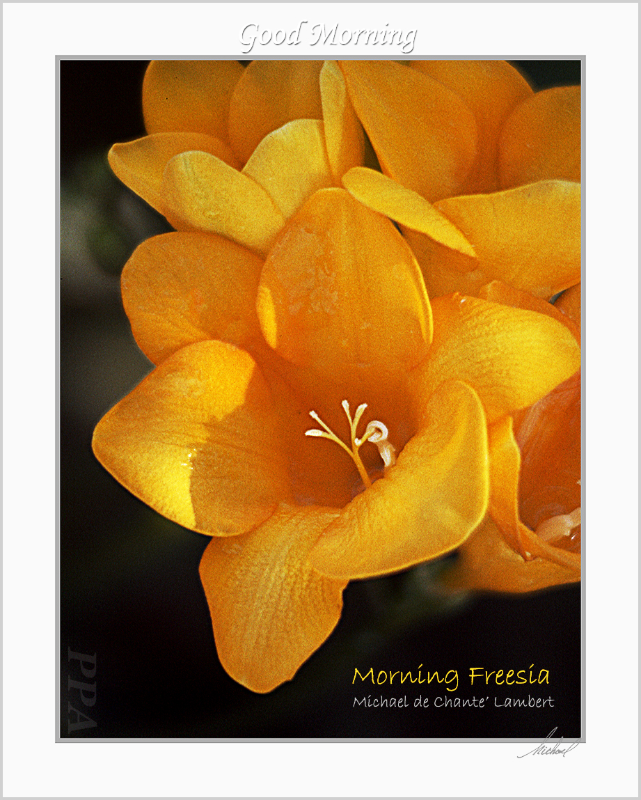 Macro Photography (20x16) SF
Kathie's Garden, Chico, California
<< Morning Freesia >>