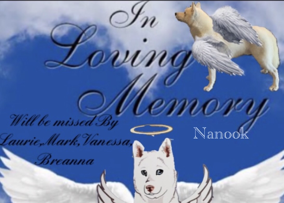 Nanook wear your silver harness in Rainbow bridge❤️