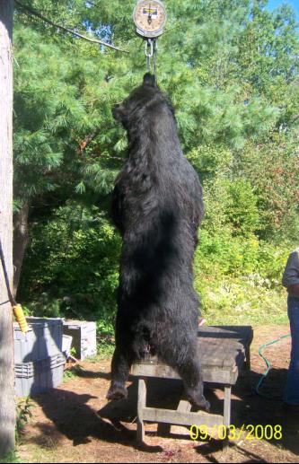 https://0901.nccdn.net/4_2/000/000/048/0a6/trophy-black-bear-ontario-canada.jpg