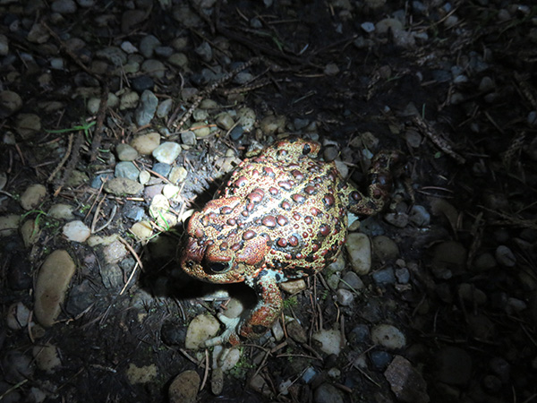 https://0901.nccdn.net/4_2/000/000/048/0a6/westernborealtoad03.jpg
