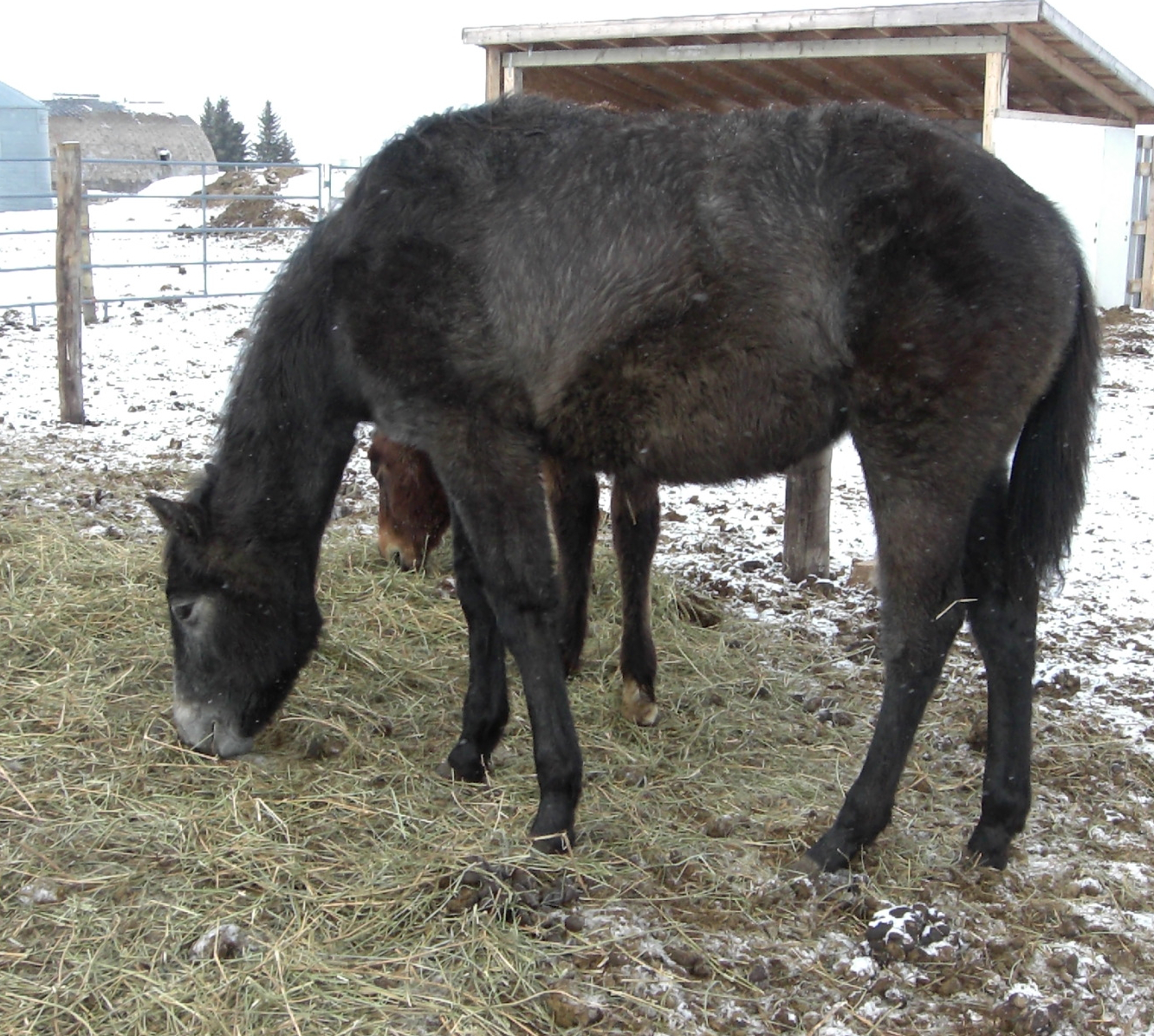 TIANA - Mar. 8/14 - While running with her herdmates, she slipped on the ice and slid into a feeder, she damaged her front leg beyond repair, we couldn't save her.