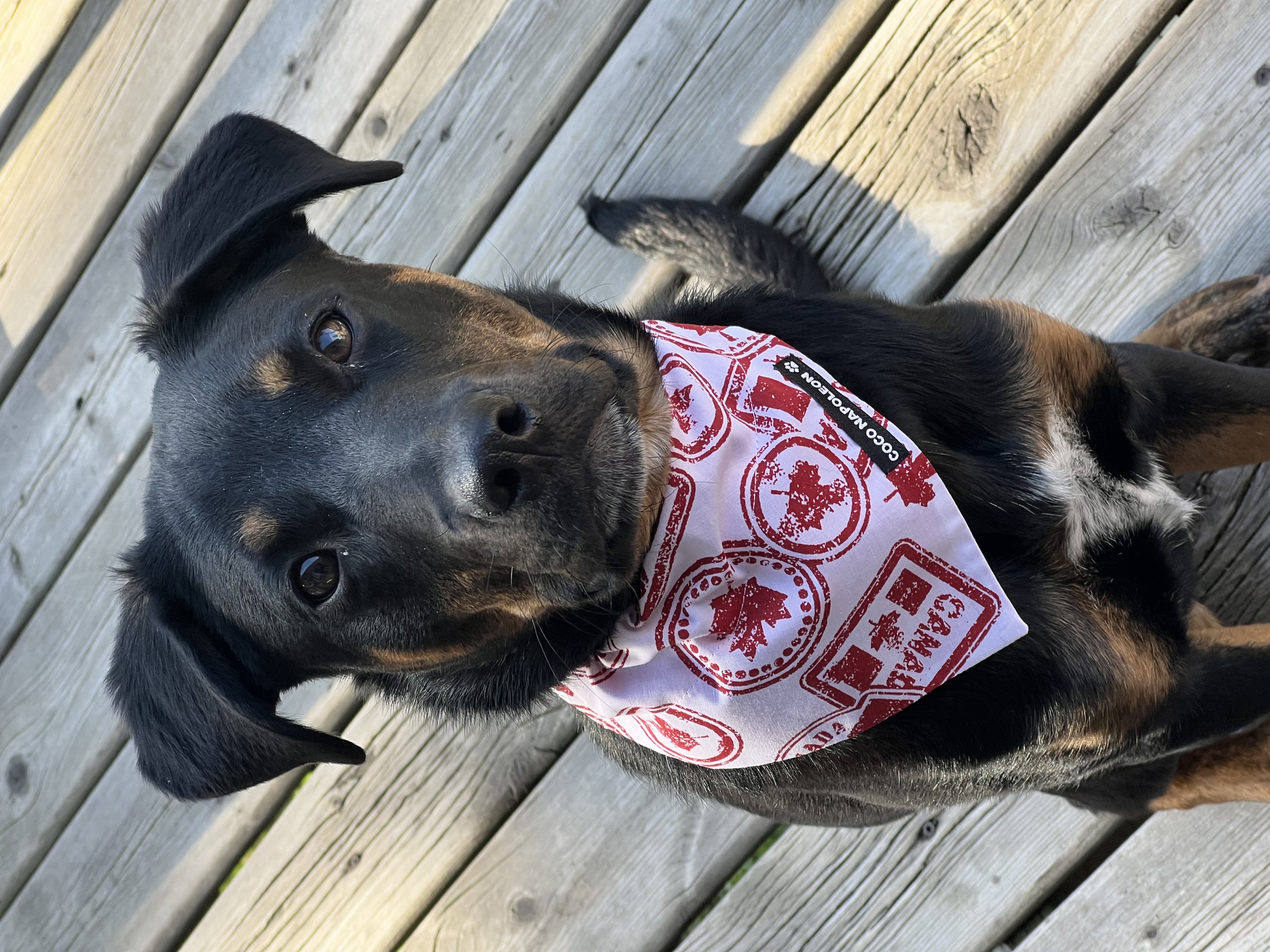 CANADA STAMP BANDANA
