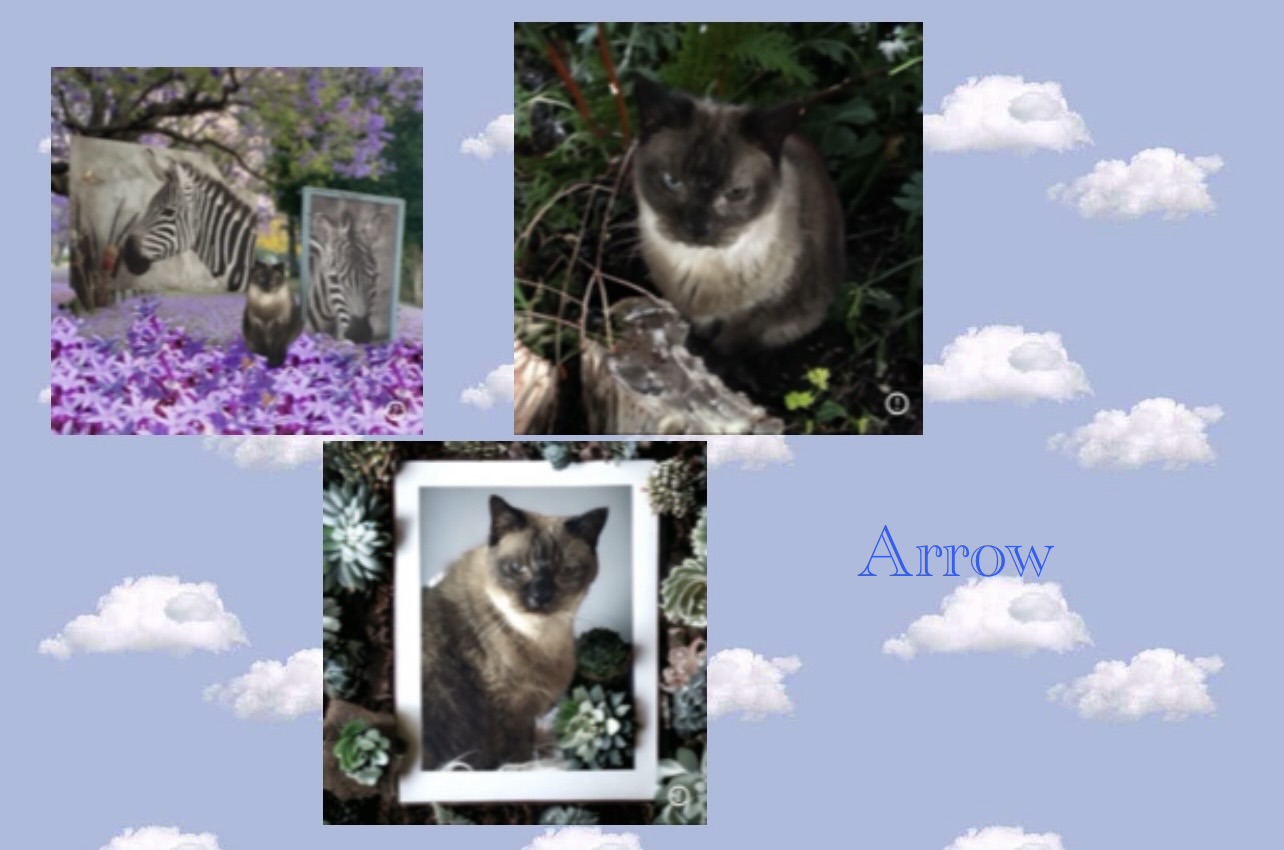 Arrow you had such a long happy life for 25 years.i miss you
