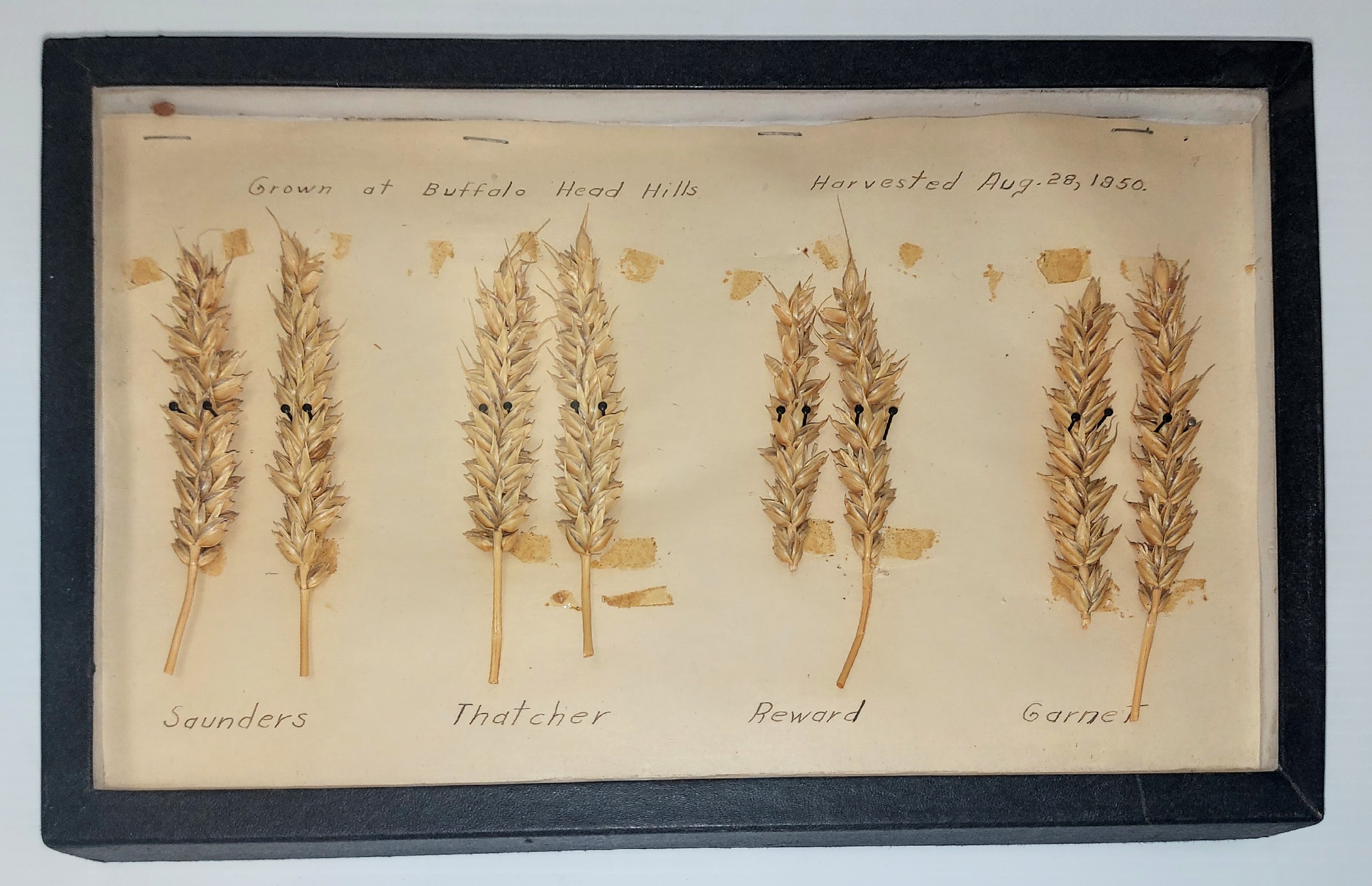 In keeping with the harvest season that is well underway - these wheat samples were harvested nearly 73 years ago to the day! Cut from their roots on August 28th of 1950 they have done well in standing the test of time. They were grown at a farm in Buffalo Head Hills in partnership with the Fort Vermilion Experimental Farm. Of the 4 varieties displayed "Thatcher" was the most popular - in 1953 it accounted for 70% of the wheat grown in Canada!
999.75.574 / Fort Vermilion Research Station