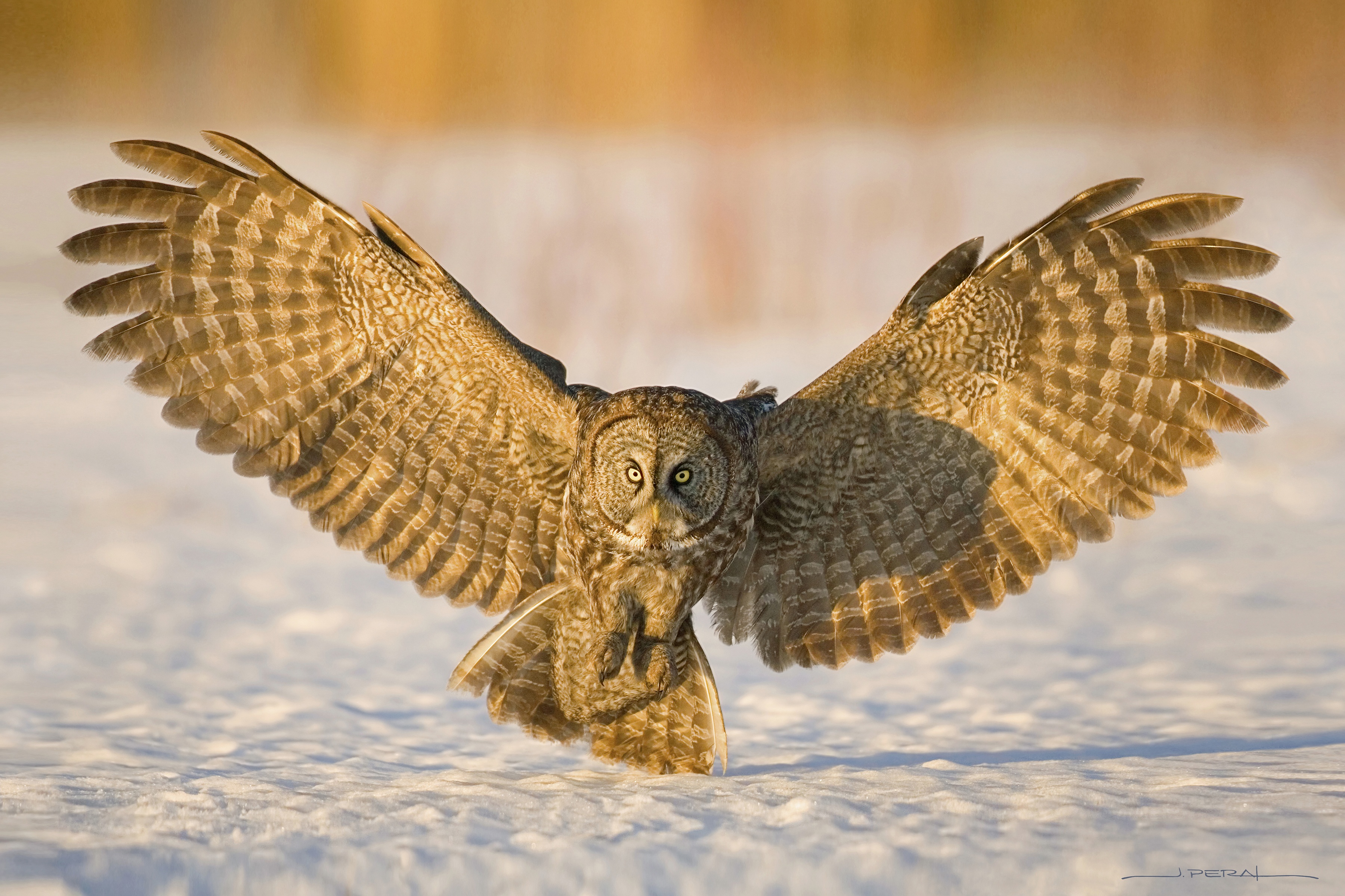 Spread winged Owl