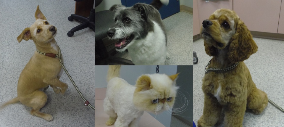 Linden Ridge Animal Hospital dog grooming listing photo