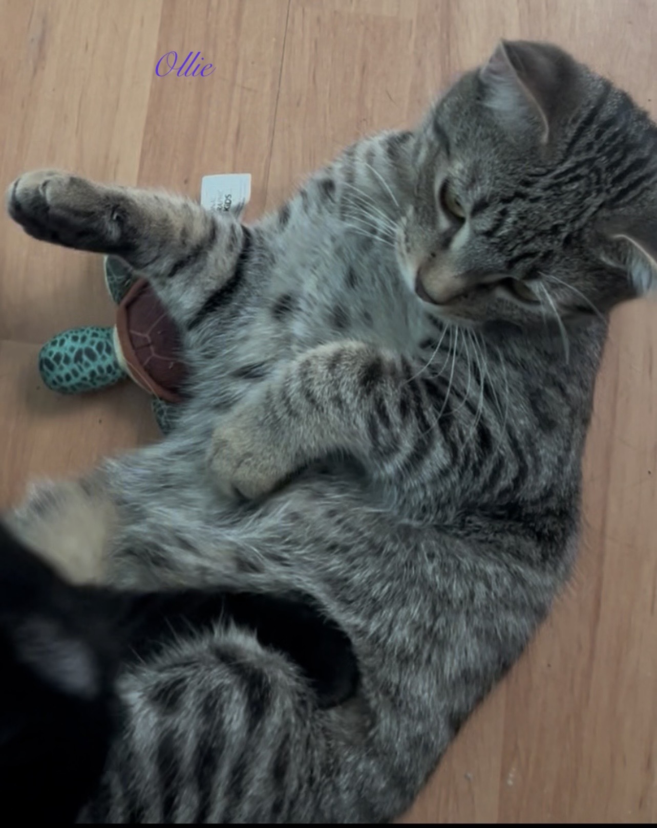 Ollie