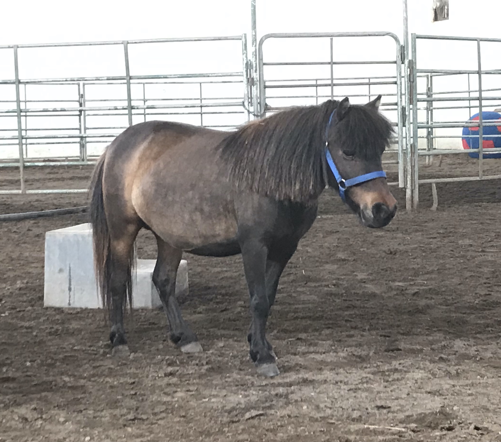 PRINCESS - 2011 mare. She has issues with her back leg, so will stay here with us.