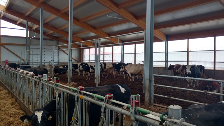 2016 Listowel - Dairy barn