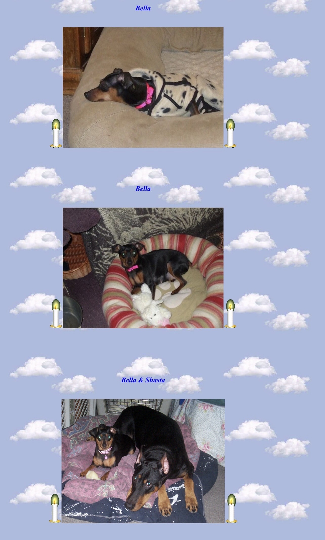 Bella min pin.shasta Doberman both such sweet girls
