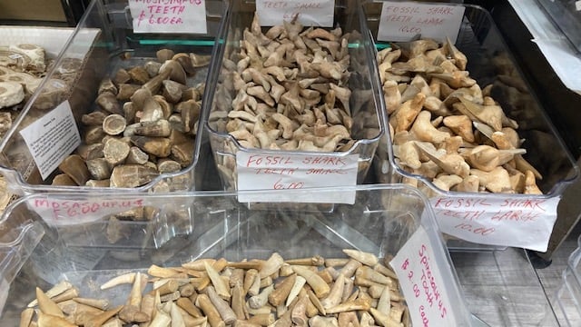 Display of various fossilized shark teeth and vertebrae for sale in plastic bins at a shop.