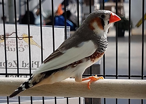 https://0901.nccdn.net/4_2/000/000/04d/add/12_R-504x360.jpg