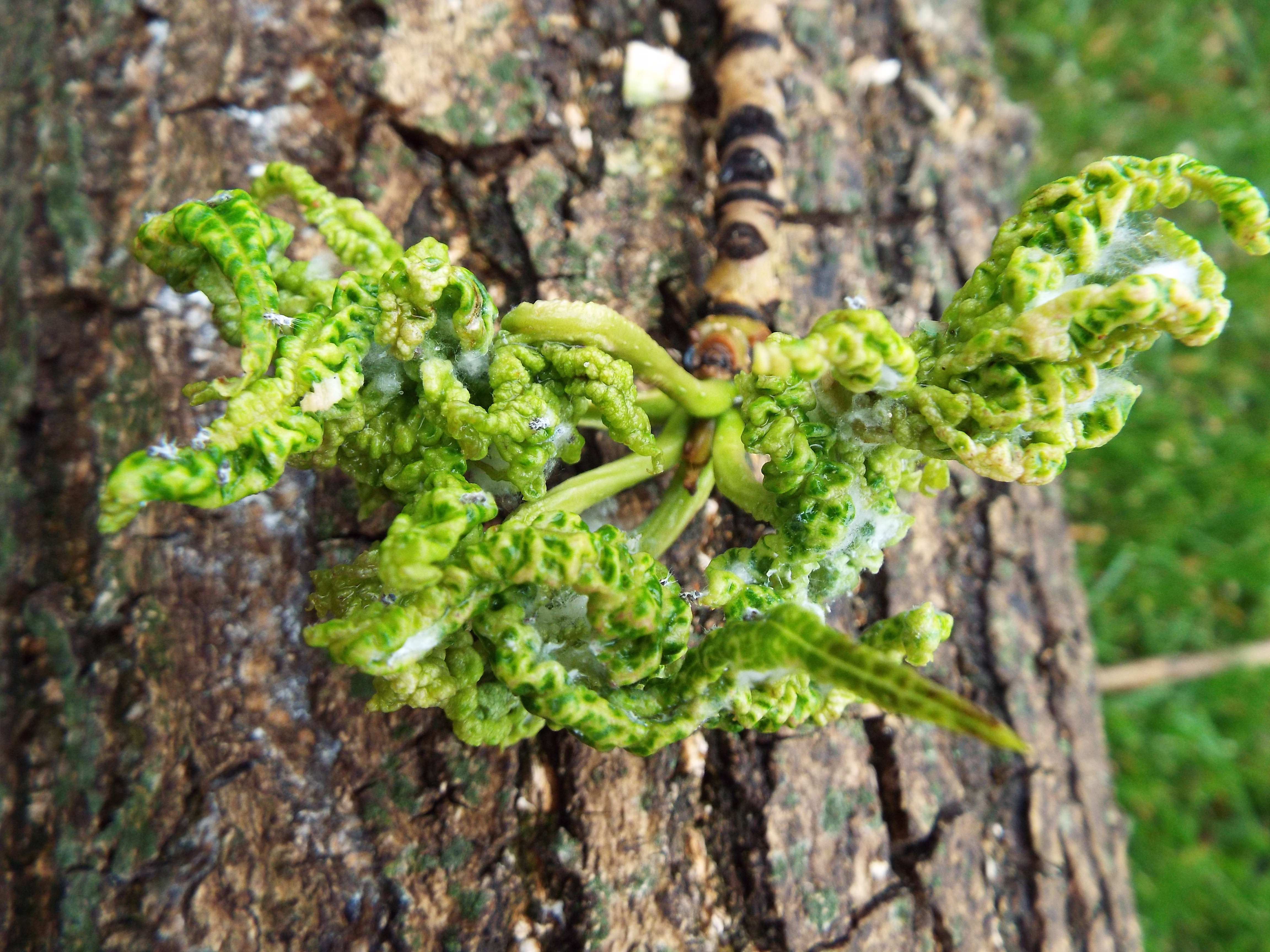 Just Trees Canada Inc Tree Pests And Diseases Honda canada inc mesa canada inc toyota canada inc dlink canada inc lundbeck canada inc tetra tech canada inc dormakaba canada inc eglo canada inc giant bicycle canada inc. just trees canada inc