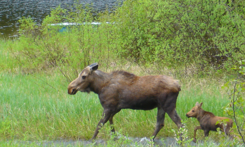 A Moose and its Young