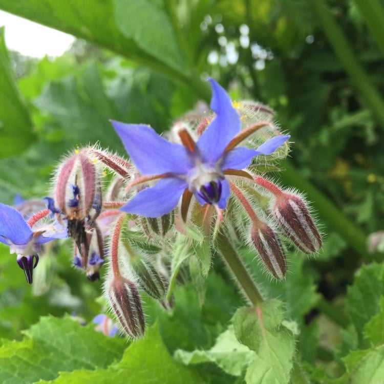 Borage
