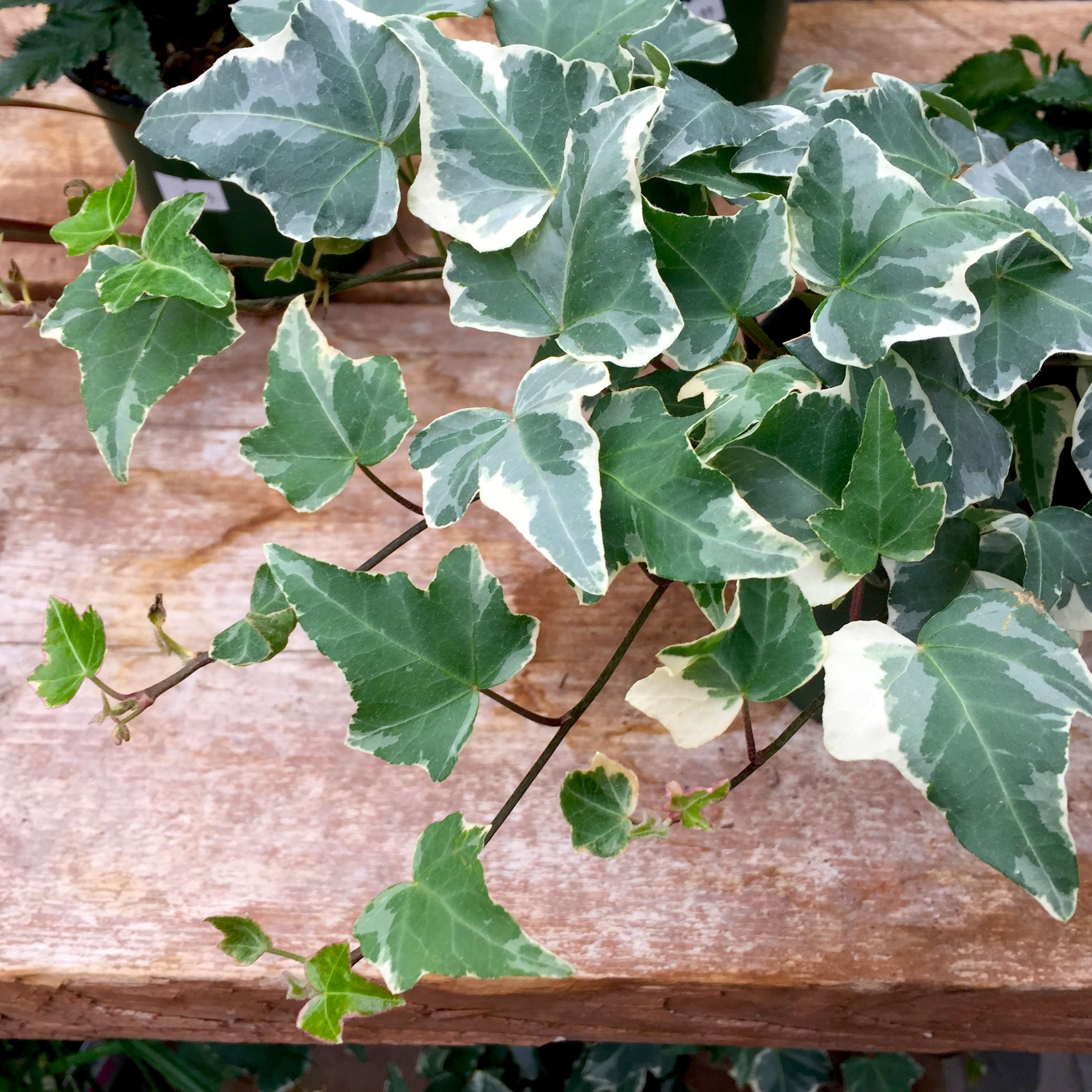 English Ivy