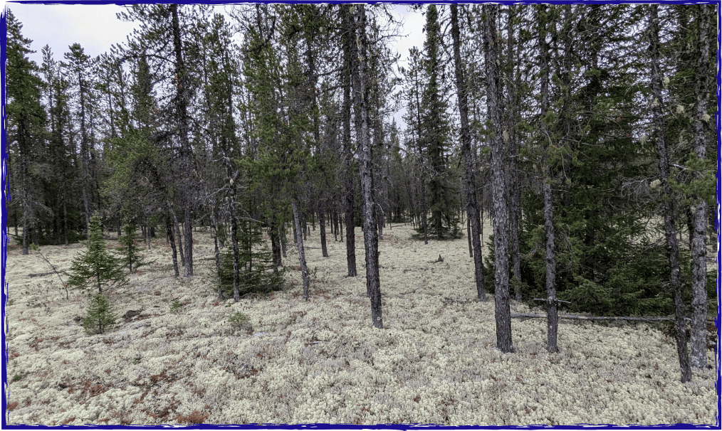 Des arbres grands et minces