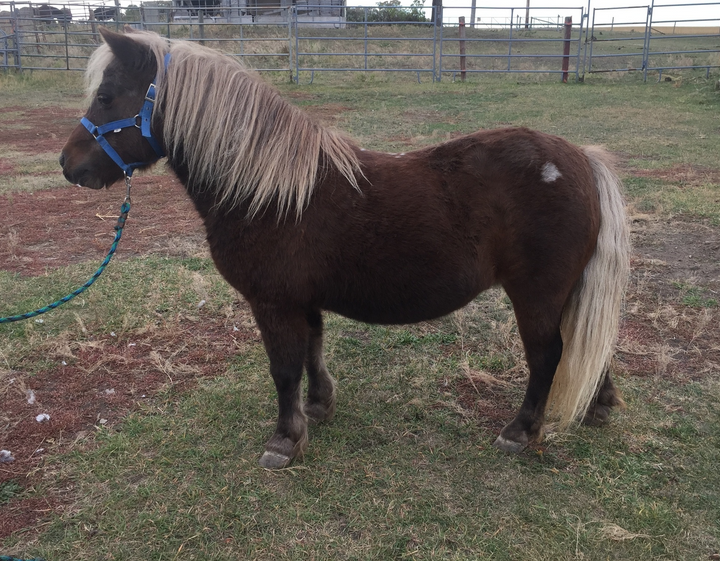CINDY - JAN 23/24. Her back suddenly dropped causing her extreme pain. Nothing could fix it so we had to say goodbye to her.