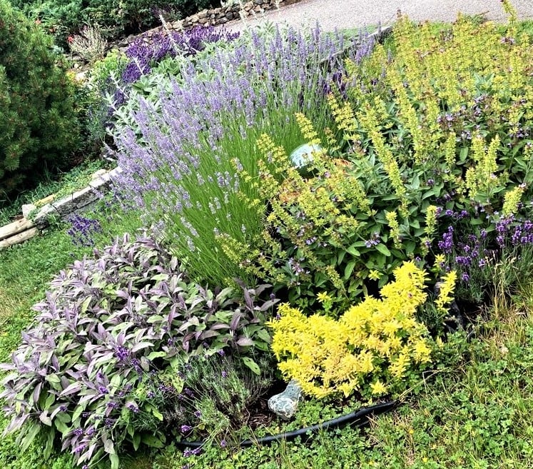 Nepeta Cataria Catnip Xeriscape Herb Garden Plant Seeds