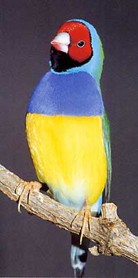 https://0901.nccdn.net/4_2/000/000/051/0ce/colourfulbird52xx.jpg