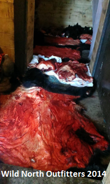https://0901.nccdn.net/4_2/000/000/053/0e8/2014-ontario-black-bear-hunt-wild-north-outfitters-freezer.jpg