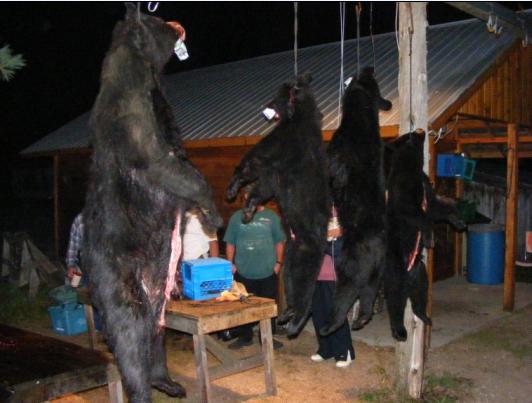 https://0901.nccdn.net/4_2/000/000/053/0e8/ontario-bear-hunting-outfitter-successful-hunter-group.jpg