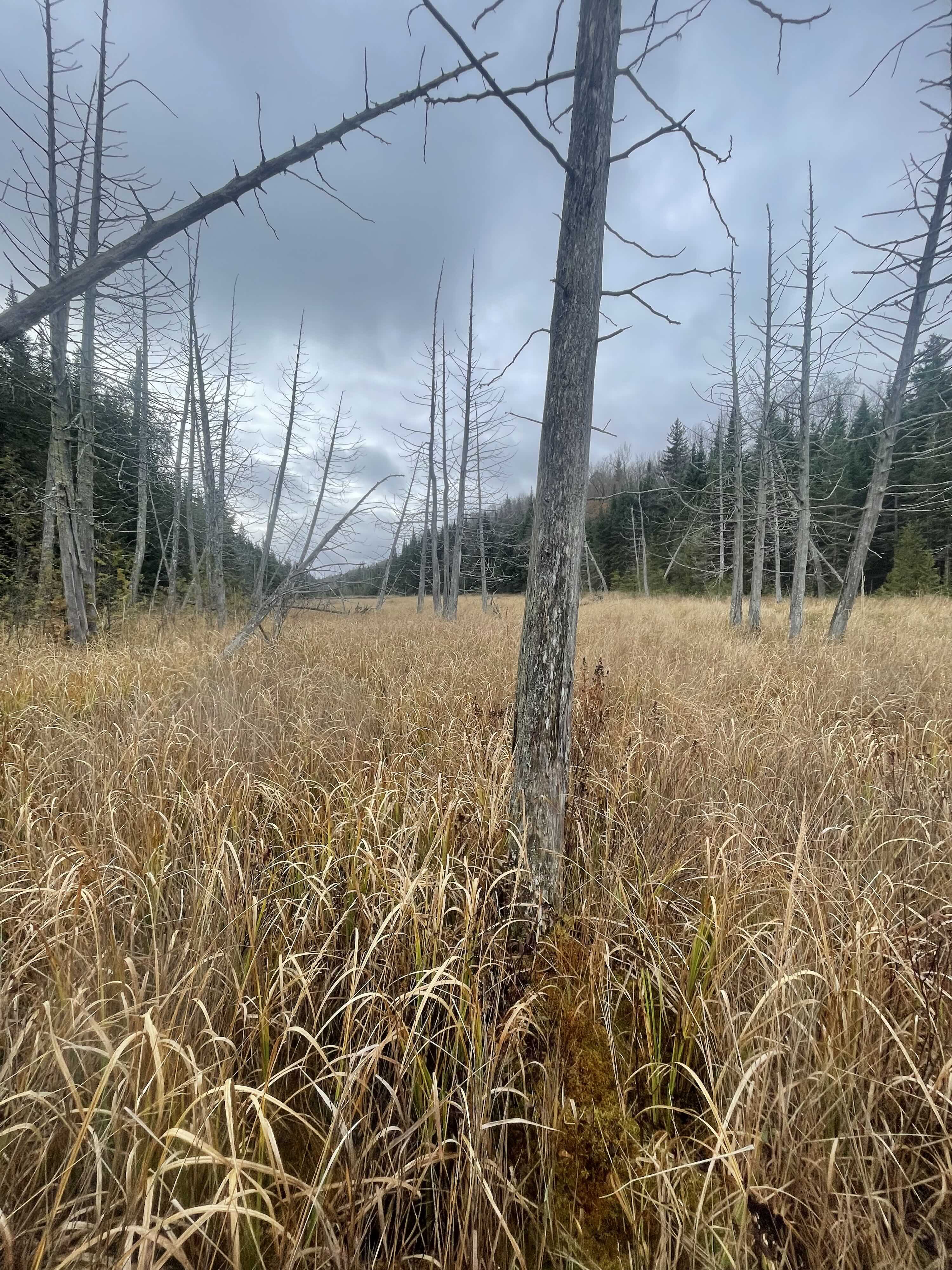 https://0901.nccdn.net/4_2/000/000/056/7dc/2025-guided-moose-hunting-ontario-grass-copy.jpg
