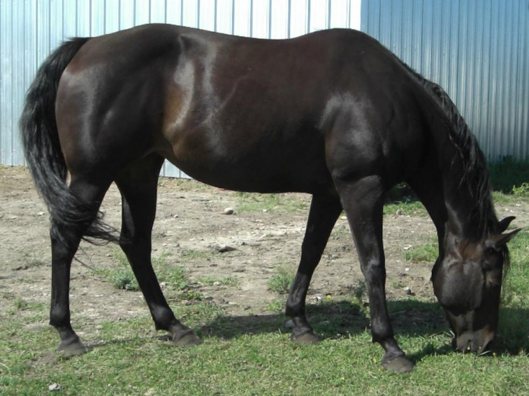PROMISE - 1996 mare, she has major trust issues so will be staying here.