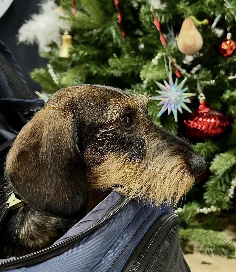 Close-up of a brown and black dog with expressive eyes and floppy ears against a blurred outdoor background.
Close-up of a brown and black dog with expressive eyes and floppy ears against a blurred outdoor background.