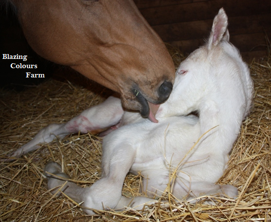 https://0901.nccdn.net/4_2/000/000/056/7dc/amber2015filly.png