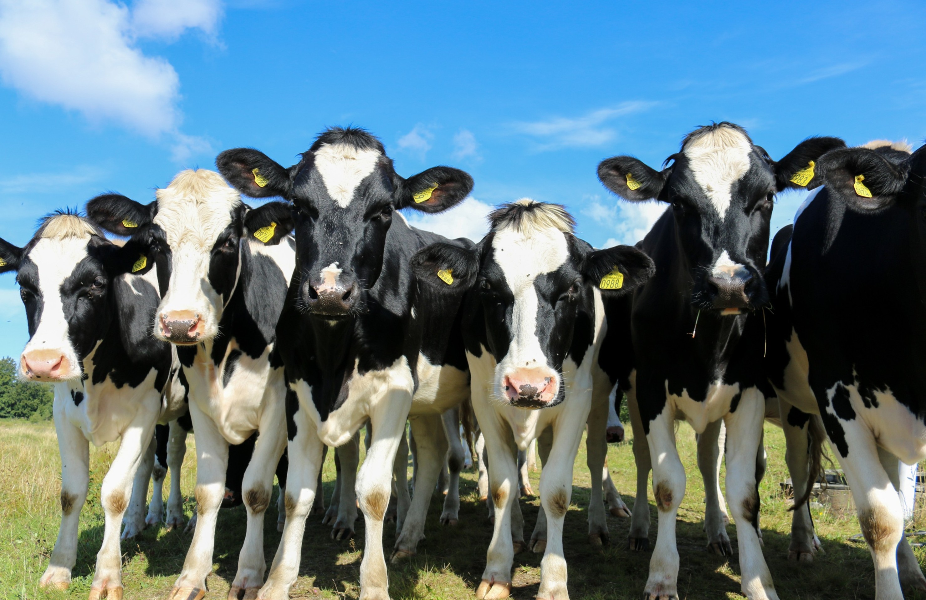 dairy cows taking a selfie dairy cows taking a selfie