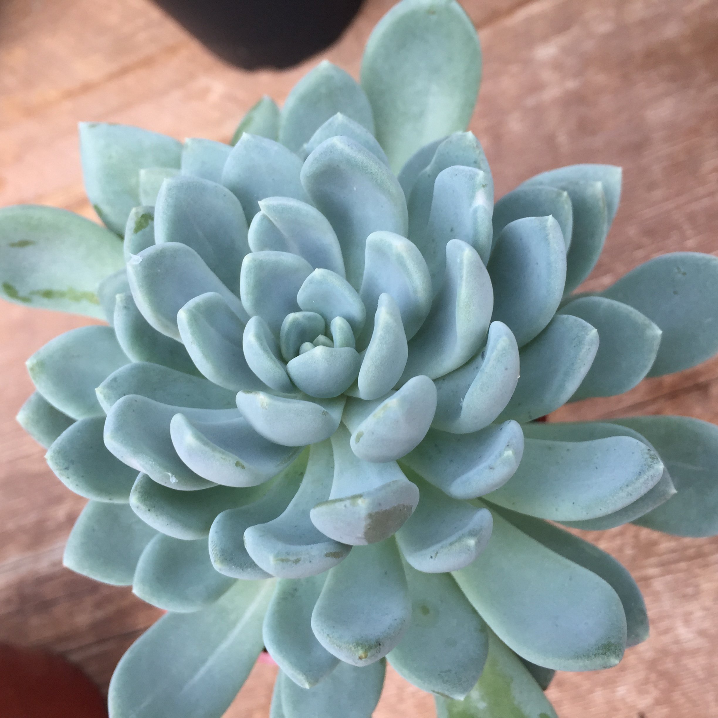 Blue Echeveria
