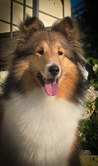 Aberdale's Midsummer Night Dream "Lizzy" Aberdale's Midsummer Night Dream "Lizzy"