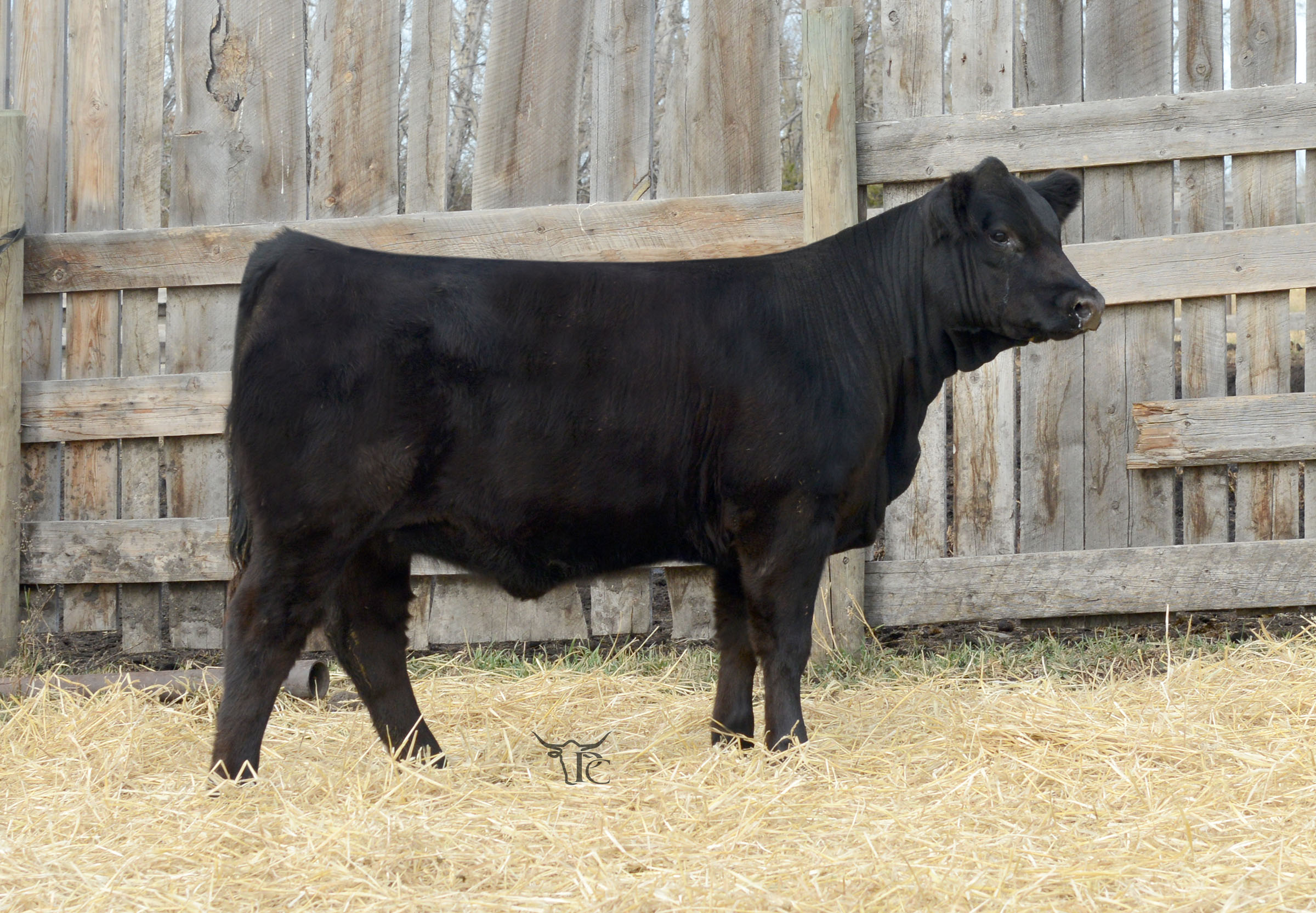 SLC parkland 5E heifer calf pic