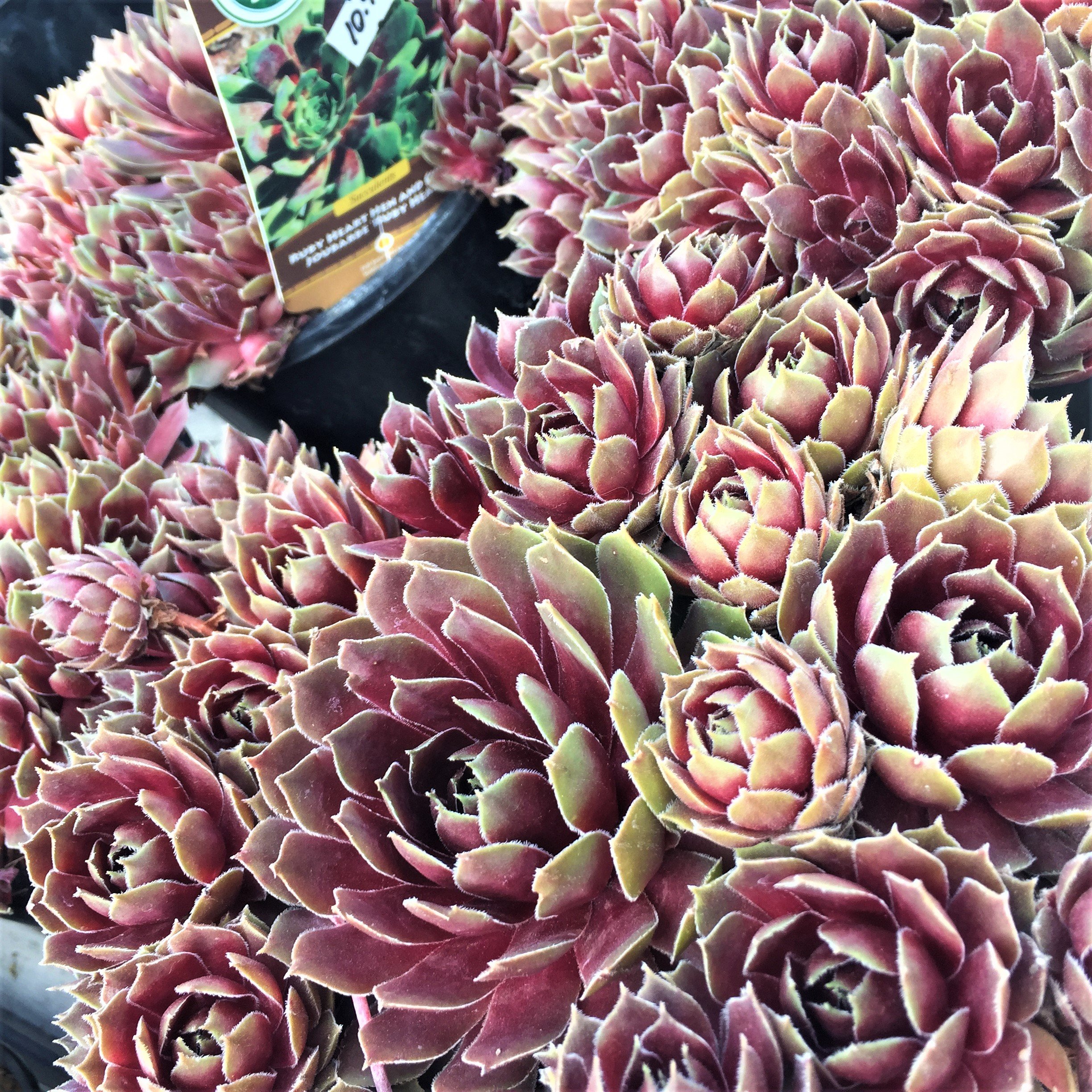 Hens and chicks