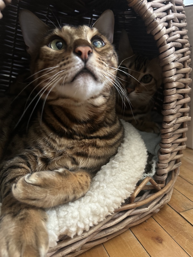 Zen-inspired arrangement with stacked stones, a glass of milk, a bottle, delicate flowers, and green leaves on a wooden surface.
